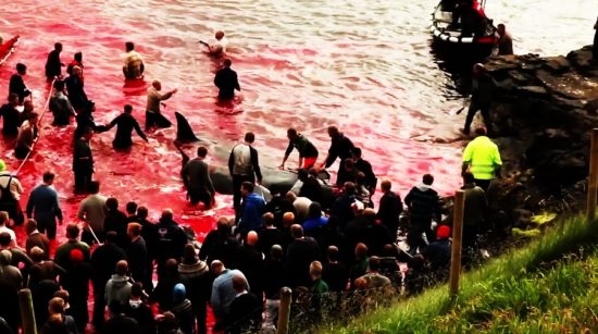 With blood on their hands, the fishermen in the midst of the brutally slaughtered pilot whales. (Screenshot Video Shepherd)