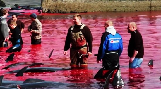 After the cruel slaughter: fishermen in a sea of blood (Screenshot Video Shepherd)