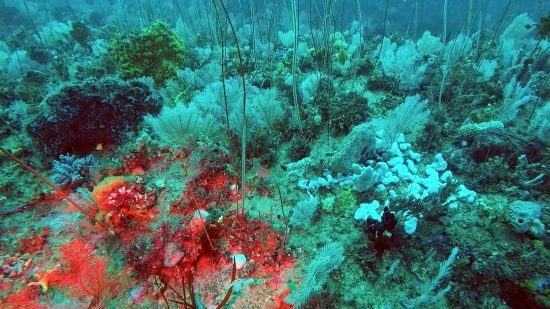 15.1 (c) A blaze of colour in the new discovered deep-sea reef (c) Wilson Promontory Marine National Park