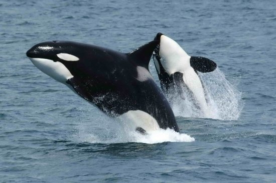 55.1 (c) Jumping Orcas (c) Robert Pittman (NOAA)