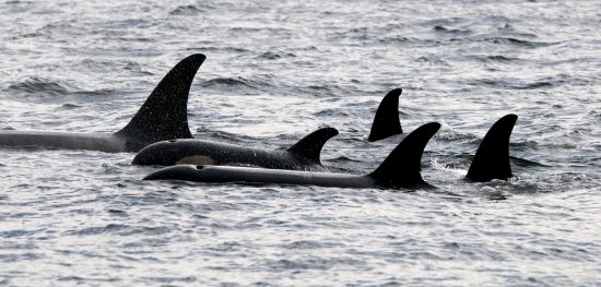 55.2 (c) 5 Orcas in Johnstone Strait (c) Winky from Vancouver (Wikipedia)