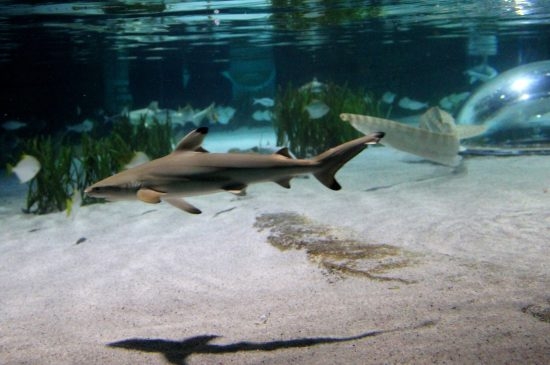 59.2 (c) One-day-old blacktip reef shark. (c) Merlin Entertainments Group Germany GmbH