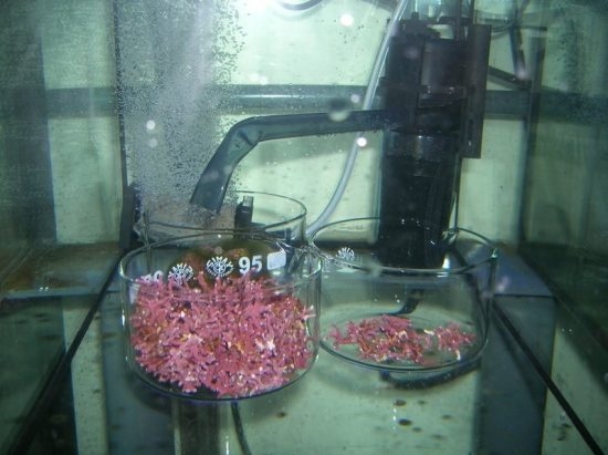 60 (c) Samples of coralline red algae (Lithothamnion glacial) in the laboratory. (c) Federica Ragazzola