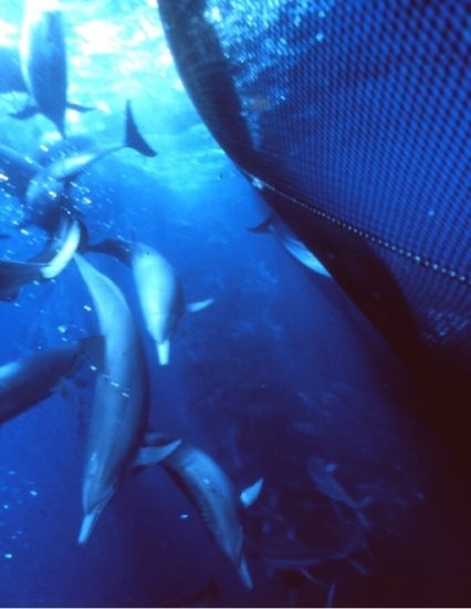 65 (c) Dolphins in drift nets (c) La Budde / Earth Iceland Institute (ELI)