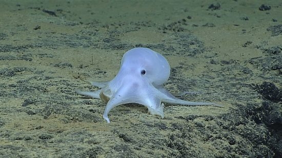 67.1 (c) This ghostlike octopod probably belongs to a new species, as yet documented. (c) NOAA Office of Ocean Exploration and Research