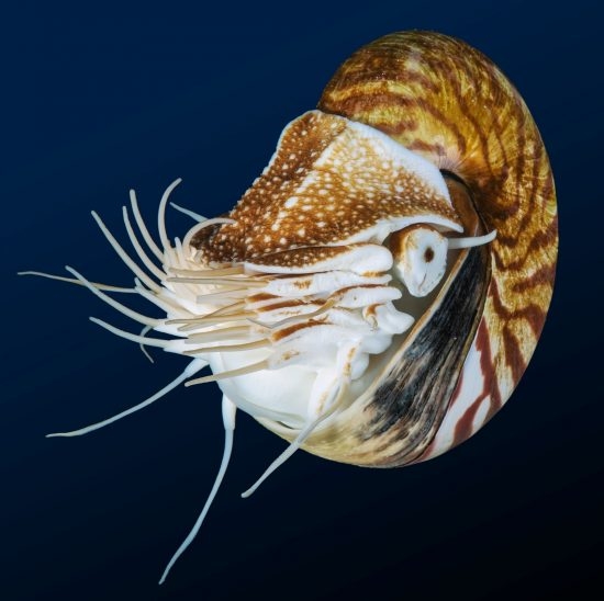 73.4 (c) The Nautilus (Family: Nautilidae) is a mollusc, belonging to the class of cephalopods and has up to 90 tentacles. (c) John Mary Schlorke / German Oceanographic Museum