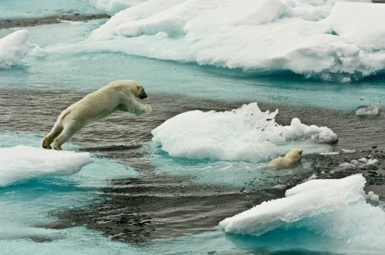 84.1 (c) A polar bear mother and her young. Polar bear mother jumping on sea ice, young animal swimming,north of Svalbard. (c) Larissa Beumer