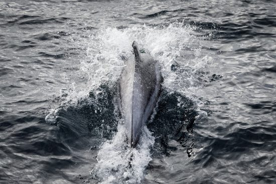 84.2 (c) White beaked dolphin in the Barents sea viewed from the deck of the Esperanza. (c) Nick Cobbing