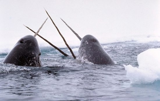 84.3 (c) Narwhals breaching in icy waters in the US. (c) Glenn Williams