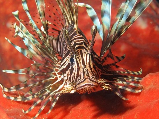 94.2 (c) Lionfish (c) Daniel Dietrich, Wikimedia