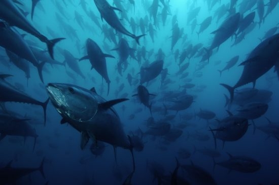 98.1 (c) Bluefin tuna: Tuna worldwide are under much pressure from overfishing. (c) Brian J. Skerry / National Geographic Stock WWF