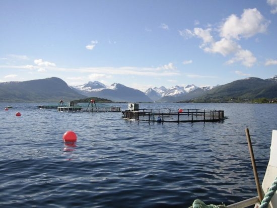 98.2 (c) Salmon farm in Norway: Every other fish consumed today comes from aquaculture. (c) Jo Benn / WWF Canon
