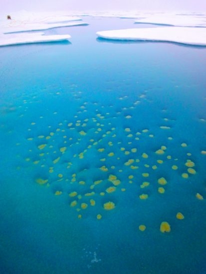 99.3 (c) Ice algae growing in a meltwater pond on Arctic sea ice. (c) Mar Fernandez