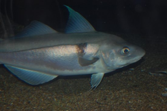 104.3 (c) Haddock – a cod species. (c) Wikipedia / Steven G.Johnson