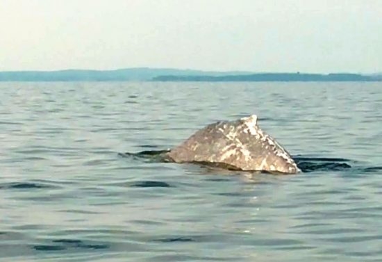 105.1 (c) Humpback whale in the Bay of Greifswald. von Katja Zühl-Benz