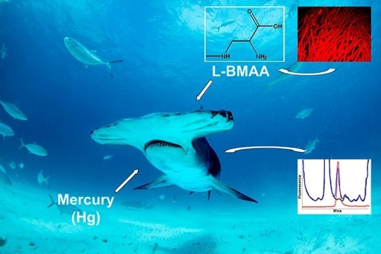 107.2 (c) Cyanobacterial neurotoxin β-N-methylamino-L-alanine (BMAA) and Mercury are detected in sharks from the Atlantic and Pacific Oceans (c) Neil Hammerschlag, Ph.D., Graphics - University of Miami Miller School of Medicine