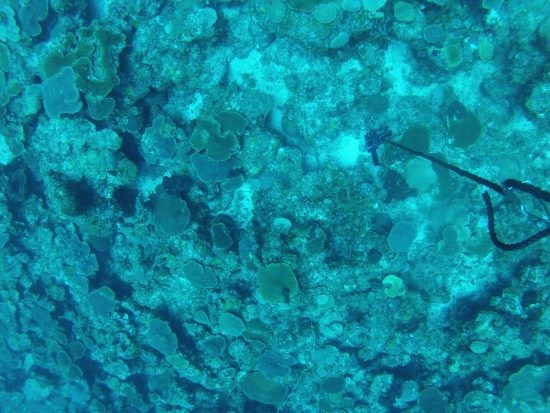An image of a coral reef at 128 feet, captured using the first version of the camera system (c) Viktor Brandtneris, University of Virgin Islands