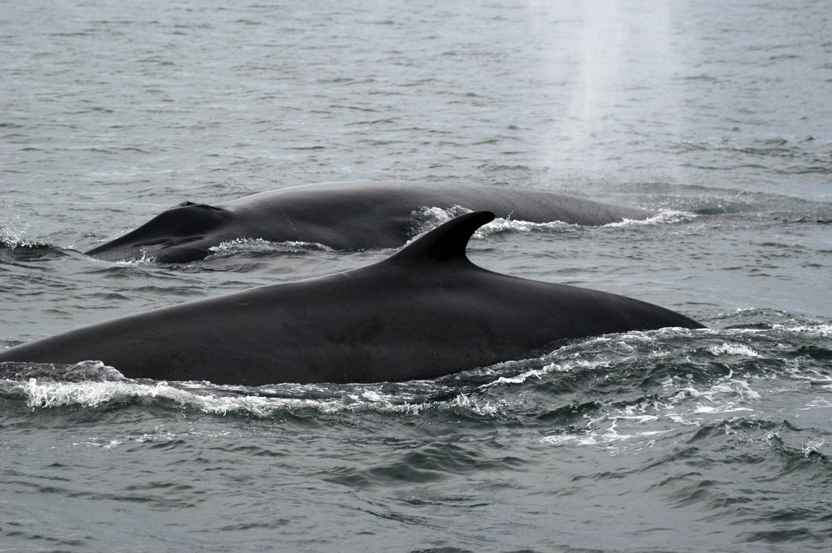 Fin whales
(c) GREMM