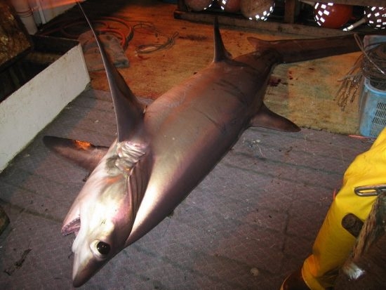 86.1 (c) Bycatch - Thresher Shark (c) NOAA Fisheries