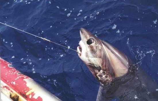 86.2 (c) Bycatch - Thresher Shark (c) NOAA Fisheries