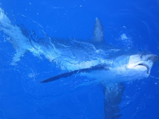 86.3 (c) Bycatch - Thresher Shark (c) NOAA Fisheries
