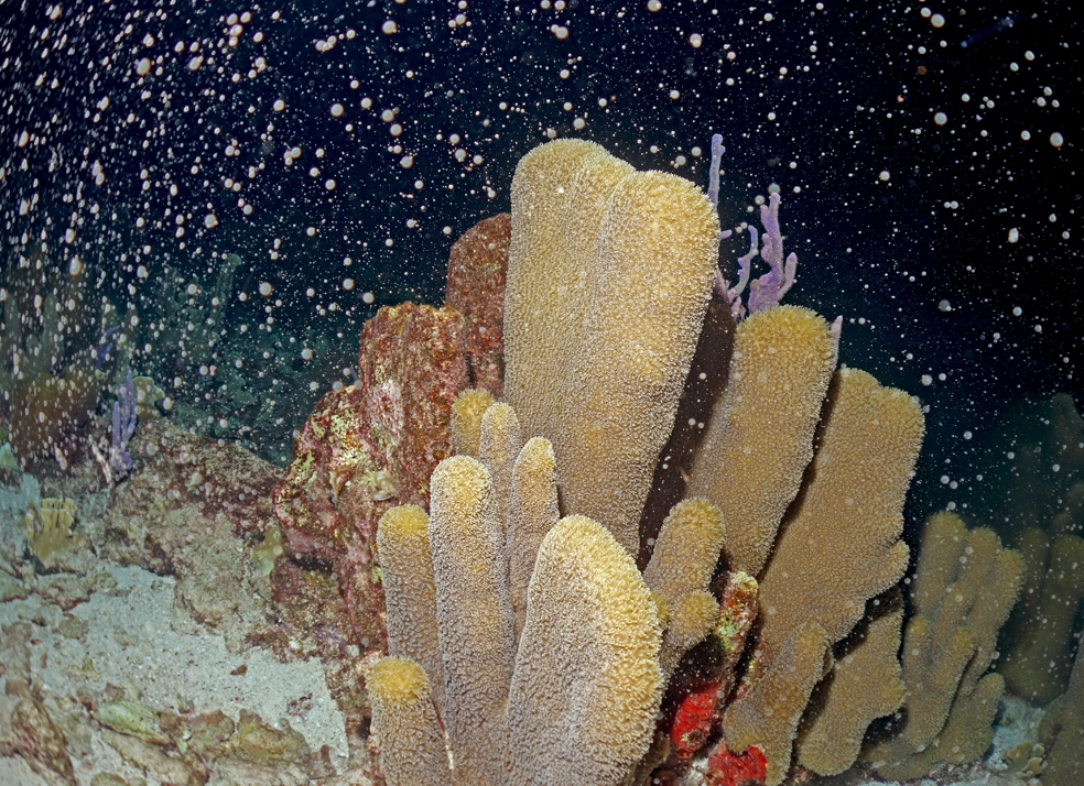 1 Ben Mueller (2) (c) Coral spawning – diving in a 'snow storm' by Benjamin Mueller