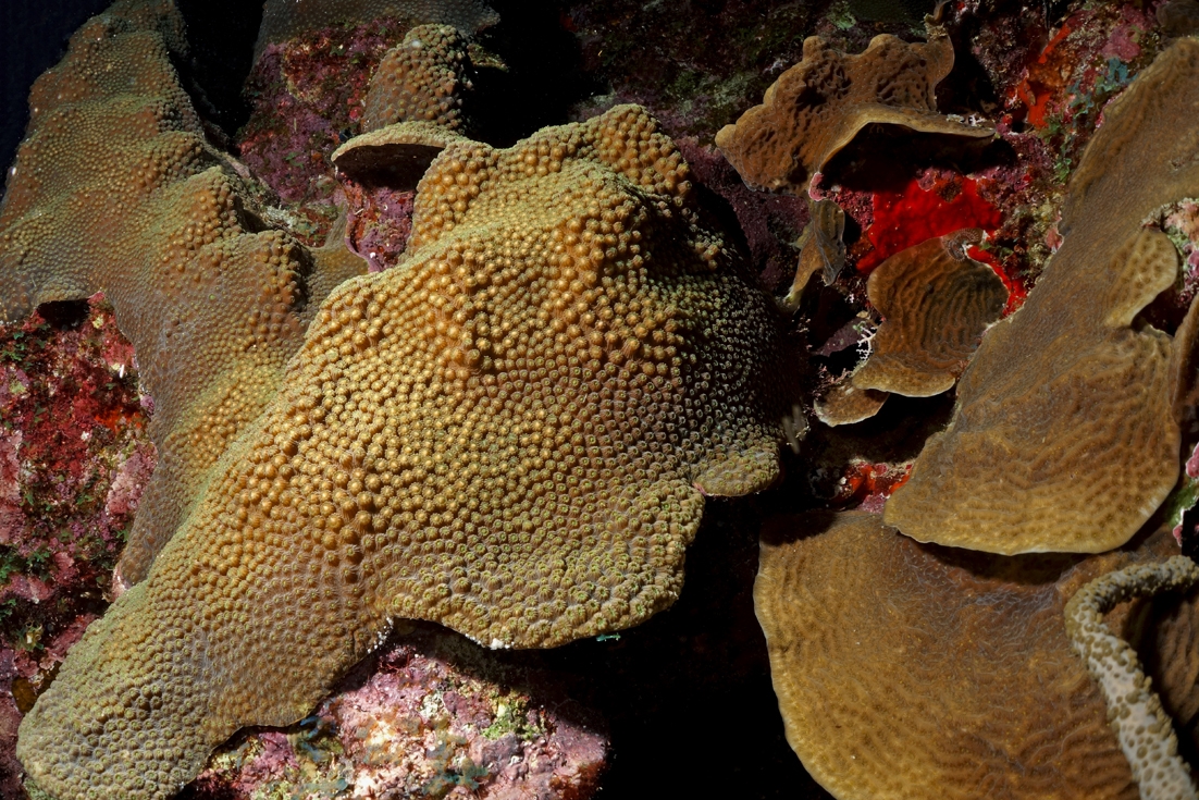 3 Ben Mueller (7) (c) Massive coral setting for spawning by Benjamin Mueller