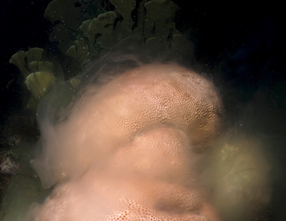 5 Ben Mueller (5) (c) Male coral releasing milky clouds of sperm by Benjamin Mueller
