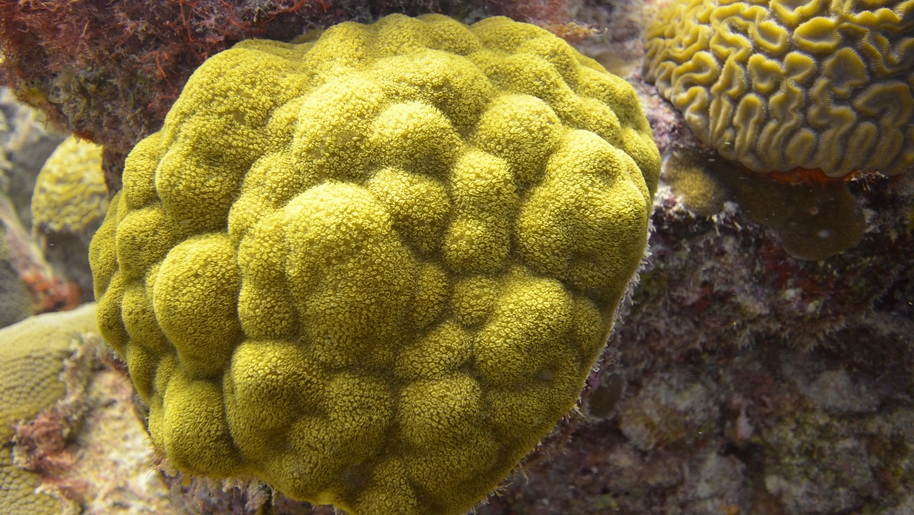 In order to better understand how corals are interacting with microbes in surrounding reef waters, the researchers set up aquaria-based experiments using colonies of the coral P. astreoides. (c) Stacy Peltier, Bermuda Institute of Ocean Sciences