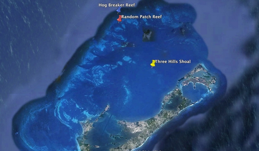 For the tank experiments, colonies of the coral P. astreoides were obtained from three Bermudian reefs. (c) Graphics by DigitalGlobe(2013), Data: SIO, NOAA, U.S.Navy, NGA, GEBCO