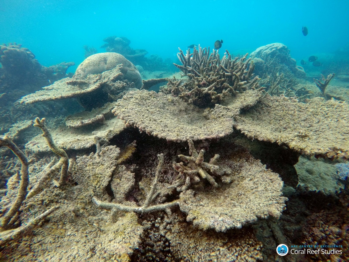 Dead table corals killed by bleaching,  Northern GBR, Nov 2016_Bildgröße ändern (c) Dead table corals killed by bleaching on Zenith Reef, on the Northern Great Barrier Reef, November 2016.
(c) Greg Torda, ARC Centre of Excellence for Coral Reef Studies