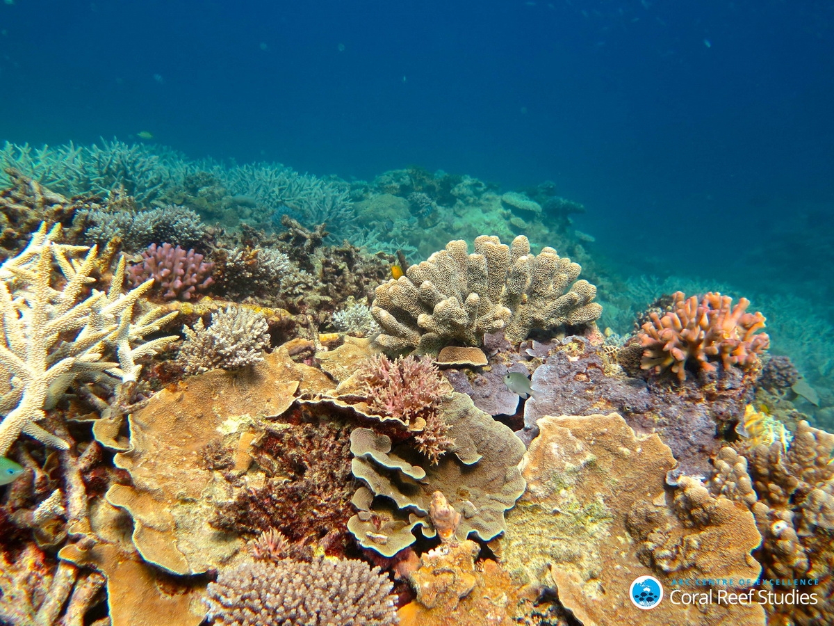 Healthy Coral in the Capricorn Group of Islands, Southern GBR, Nov 2016_Bildgröße ändern (c) Healthy Coral in the Capricorn Group of Islands, Southern Great Barrier Reef, November 2016.
(c) Tory Chase, ARC Centre of Excellence for Coral Reef Studies