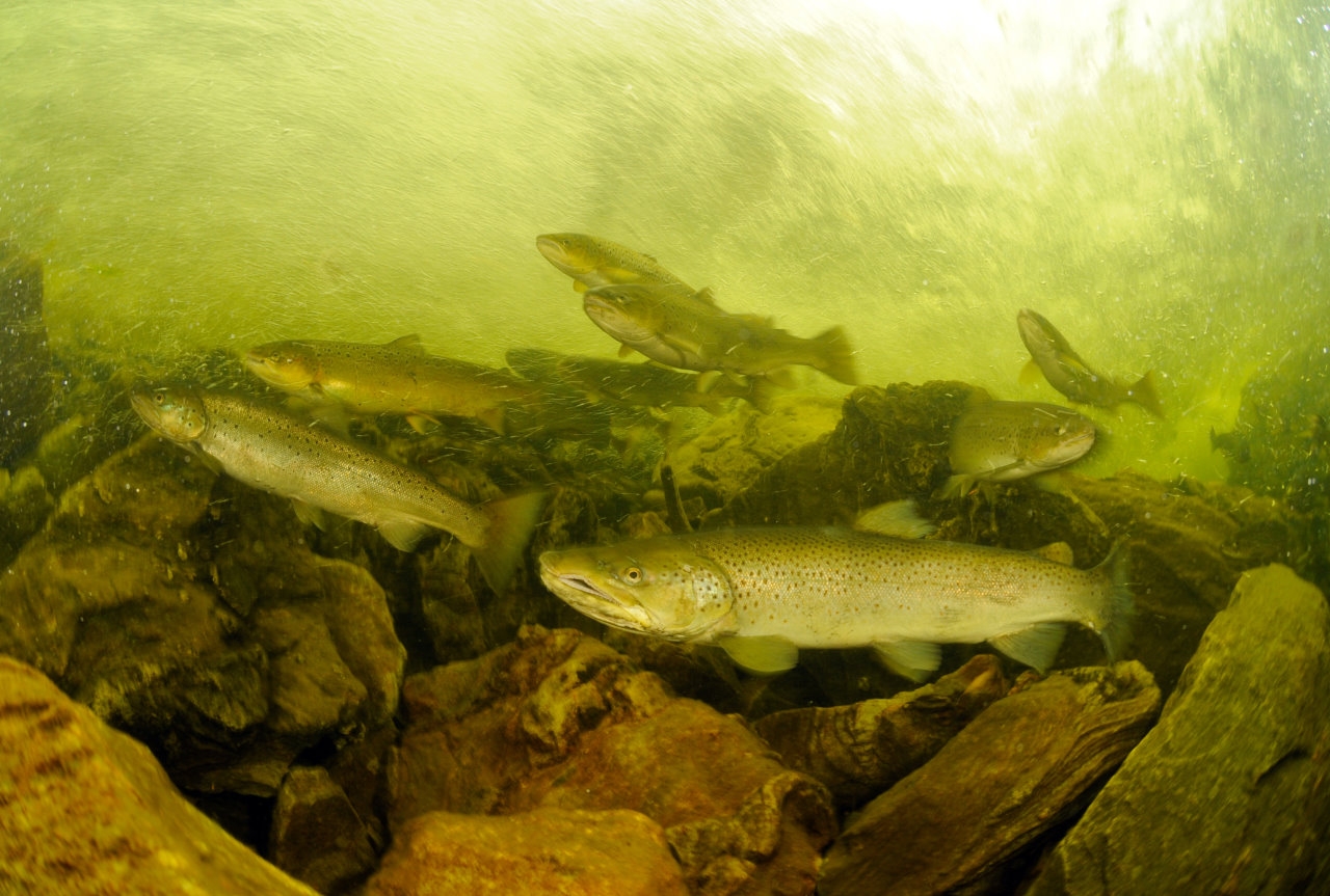 Natural Salmon, Norway (c) Sven Gust