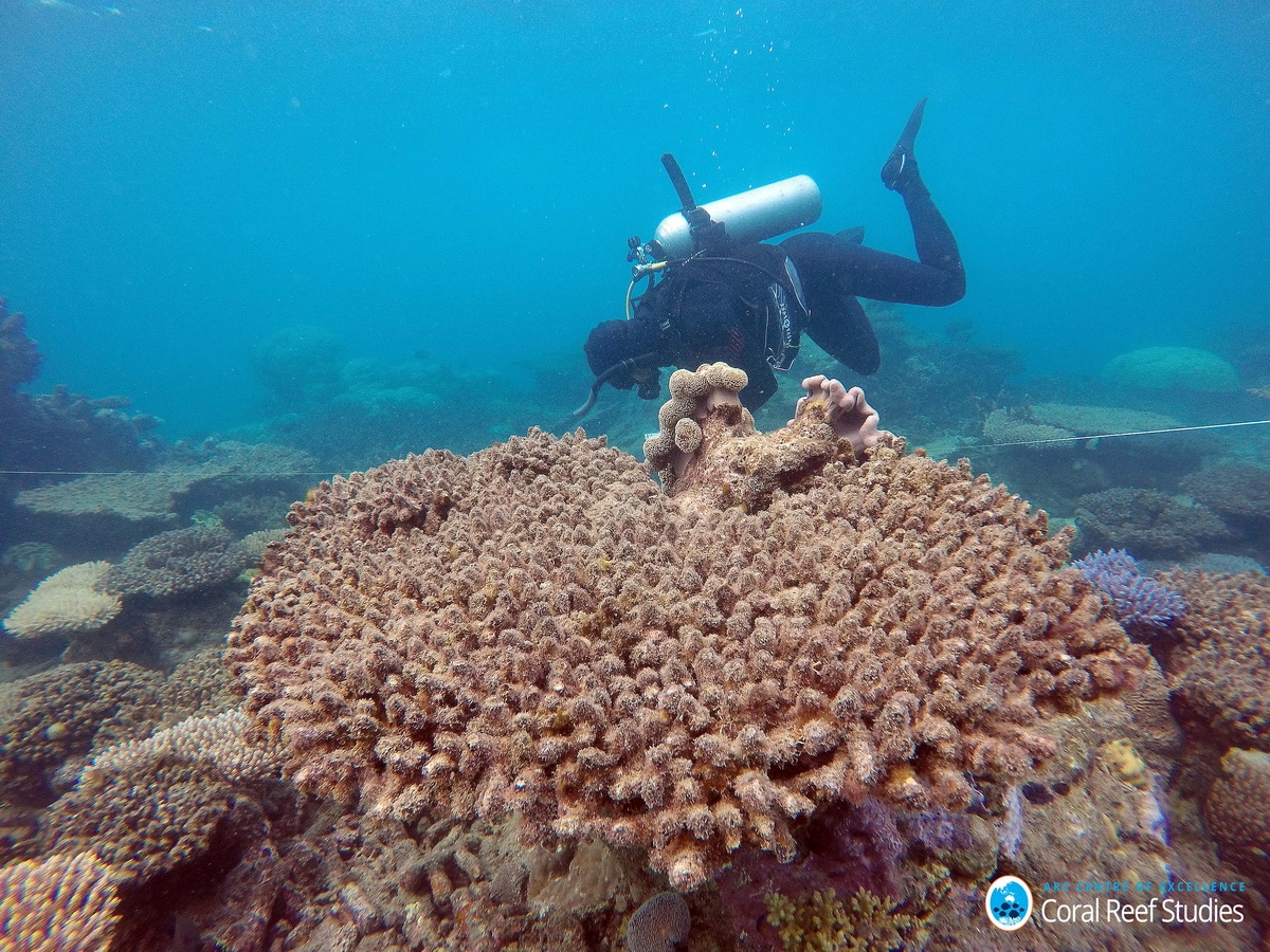 Scientists assess coral mortality following the bleaching event, Northern GBR, Nov 2016_Bildgröße ändern (c) Scientists assess coral mortality on Zenith Reef following the bleaching event, Northern Great Barrier Reef, November 2016.
(c) Andreas Dietzel, ARC Centre of Excellence for Coral Reef Studies
