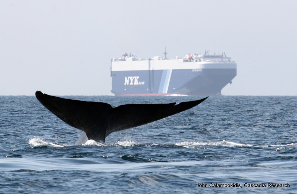 Whale_and_Ship2-001 (c) (c)  John Calambokidis, Cascadia Research NOAA
