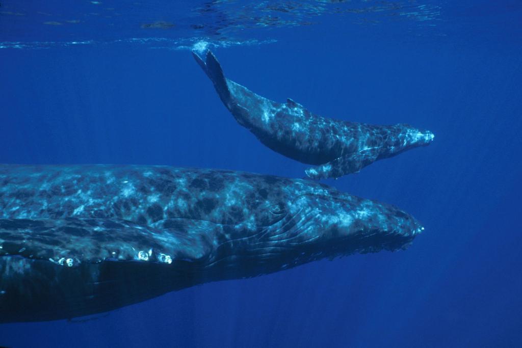 hwnms_whalecalf (c) A humpback whale and its calf in NOAA's Hawaiian Islands Humpback Whale National Marine Sanctuary. (c) von NOAA