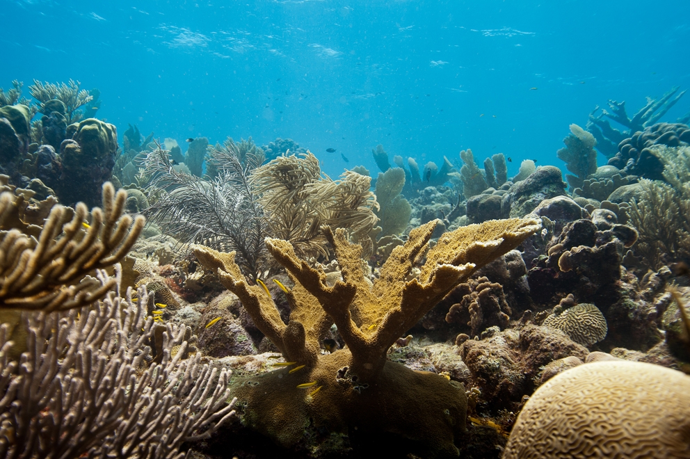 20 PS (c) Caribbean reef site with endangered elkhorn coral, by Paul Selvaggio
