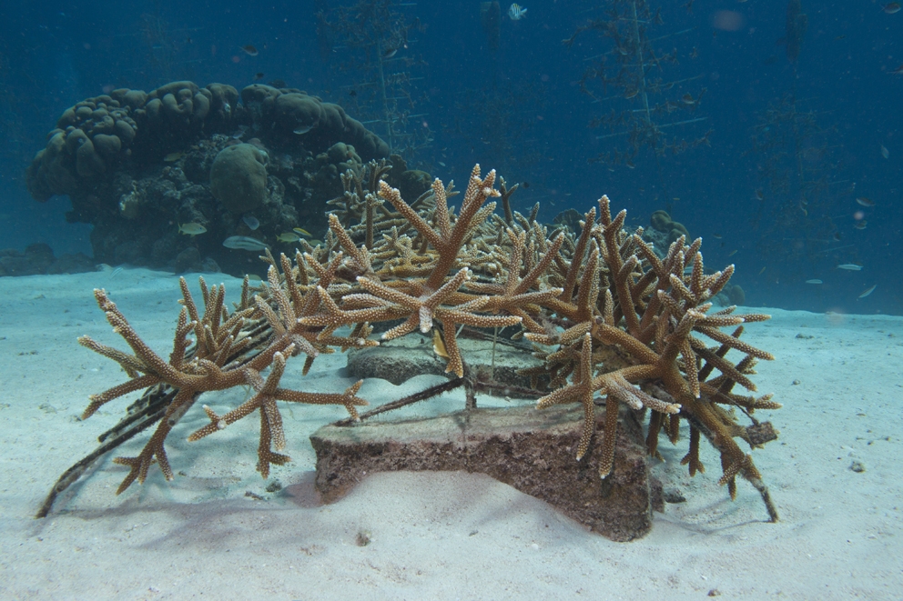 7 PB (c) Transplanted staghorn corals on metal structure, by Pol Bosch