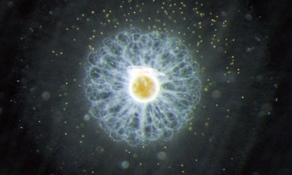 01 (c) Thalassicolla caerulea, a unicellular planktonic organism.
(c) Tristan Biard, Scripps Institution of Oceanography, San Diego