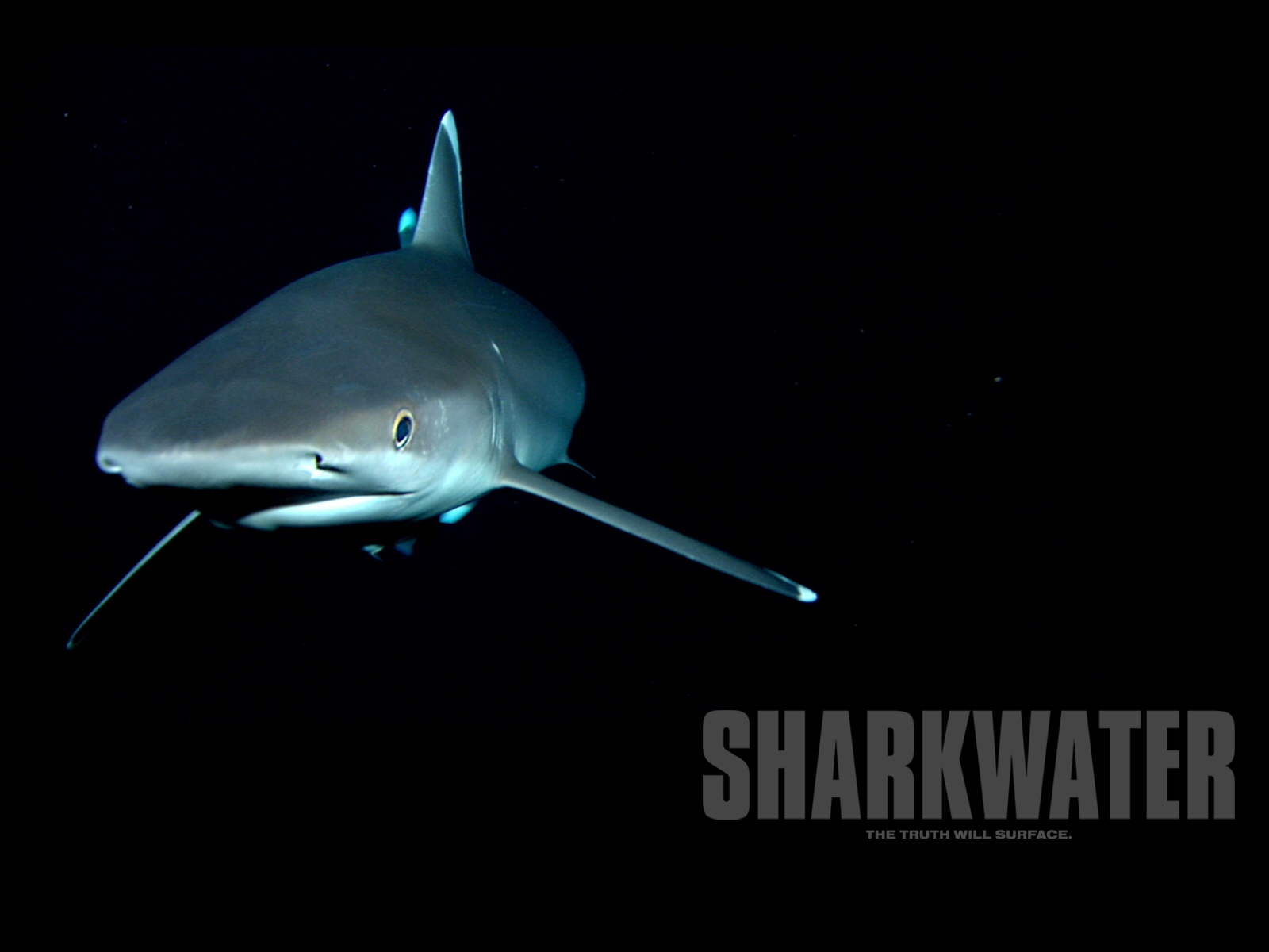 2017_02_06_Rob-Stewart_01 (c) Scene from the movie Sharkwater
(c) Rob Stewart / Sharkwater