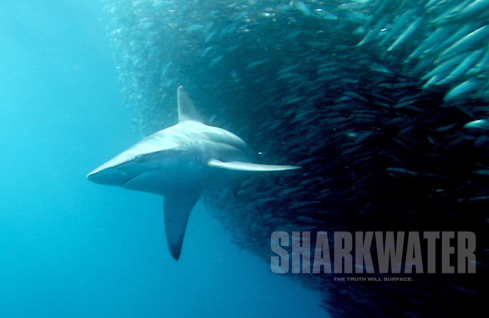 2017_02_06_Rob-Stewart_03 (c) Scene from the movie Sharkwater
(c) Rob Stewart / Sharkwater