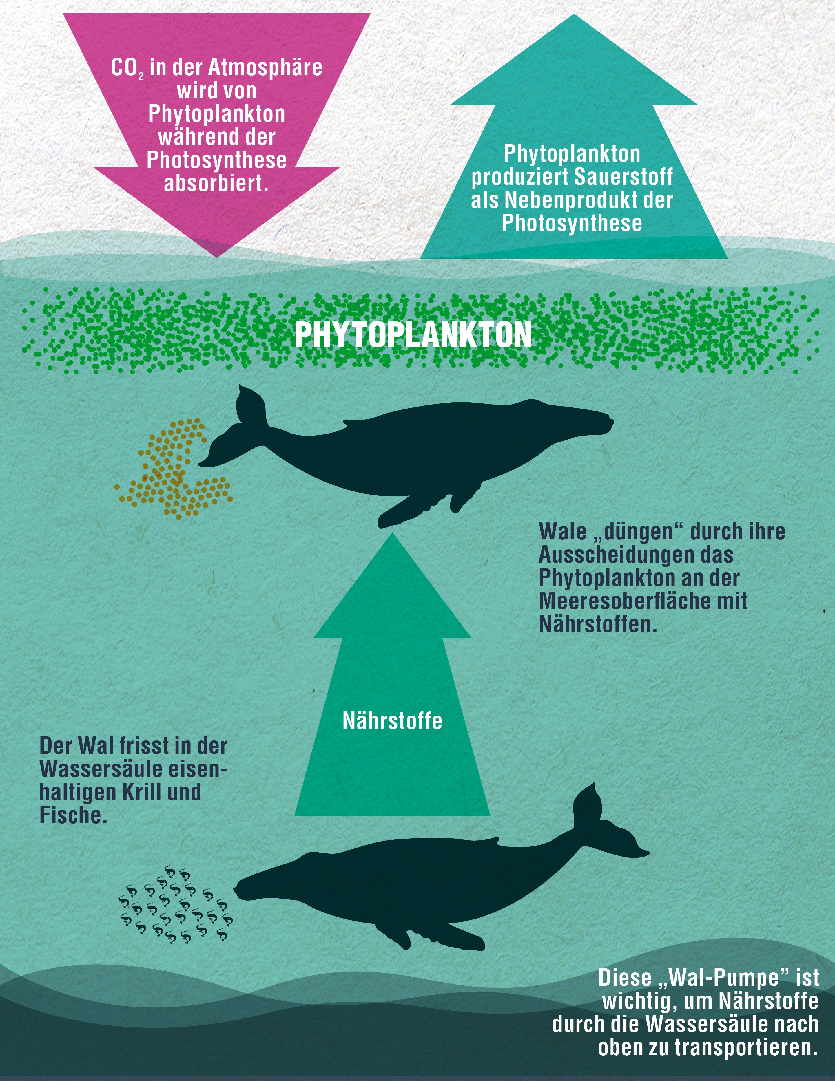 Infografik-Phytoplankton_c_WDC (c) 