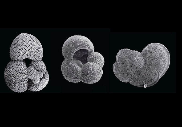 Screenshot (c) These planktonic microfossils (single-celled foraminifers) from oceanic sediments contain geochemical information that can allow us to reconstruct the oceanic boundary conditions of the past. Source: © www.foraminifera.eu 