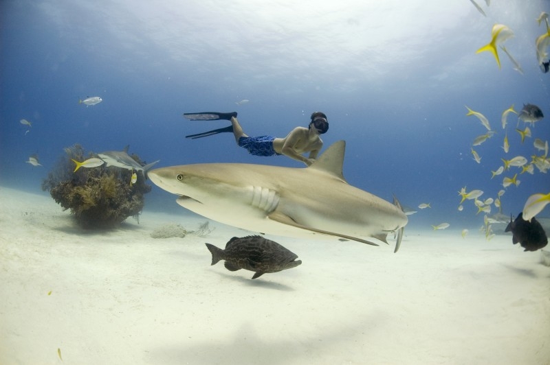 n10-800x532_Veruschka Matchett (c) Rob Stewart free diving with Caribbean reef sharks. Freeport Bahamas. (c) Veruschka Matchett  