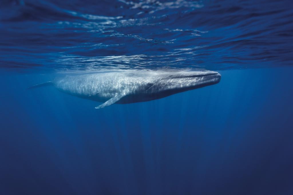 Blue Whales - Sri Lanka April 2012