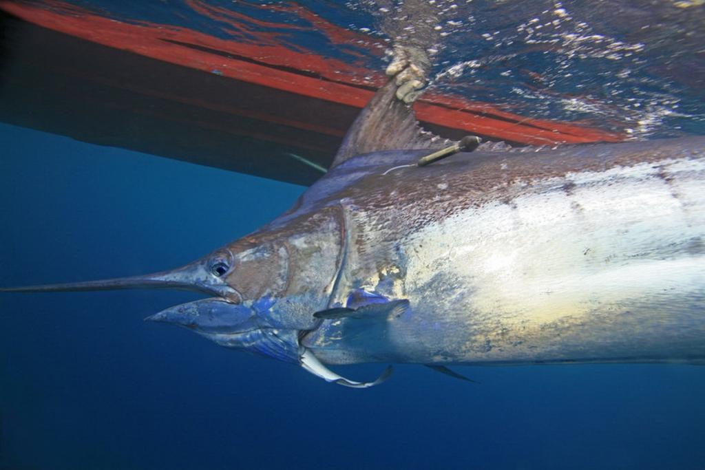 Sauerstoff_Bilder_1 (c) Above all, large fish like this marlin are dependent on sufficient oxygen supply. Previous studies have already shown that their habitat is becoming smaller due to expanding oxygen minima.
(c) Bill Boyce