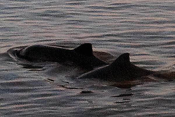 teaser1 (c) Harbour porpoises
(c) Sophia Wenger