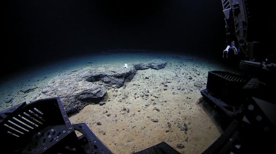 67.2 (c) Close Encounters: The ROV Deep Discoverer approaches the octopus 4,290 meters below the ocean surface. (c) NOAA Office of Ocean Exploration and Research