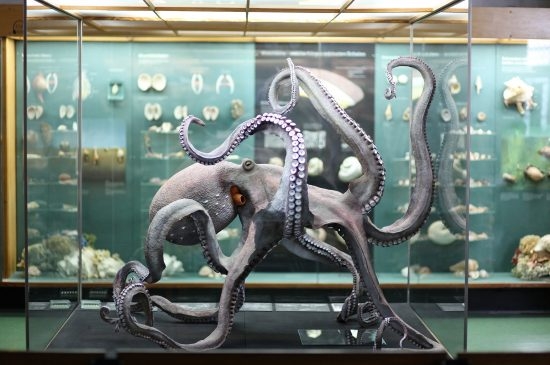 73.1 (c) The lifelike replicas of octopi in the Meeresmuseum have ca. 2,200 suckers each. (c) John Mary Schlorke