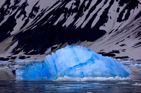 84.4 (c) The Hornsund Fjord on Svalbard/Spitzbergen. Birds sitting on an iceberg. (c) Bernd Roemmelt